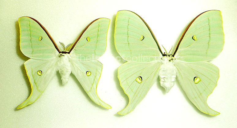 Actias aliena