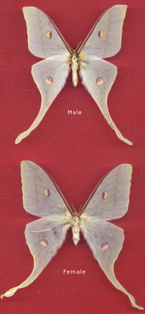 Actias chrisbrechlinae