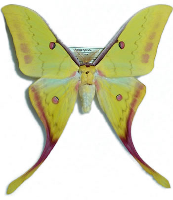 Actias dubernardi X Actias sinensis Hybrid