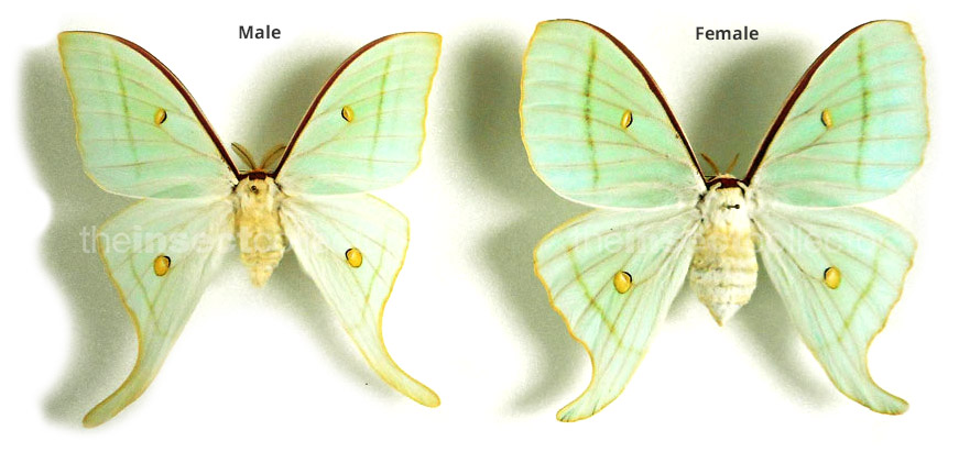 Actias gnoma 