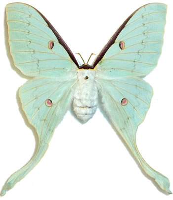 Actias heterogyna 