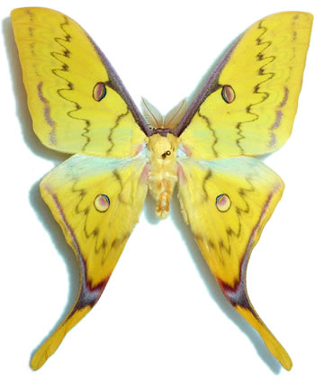 Actias heterogyna 