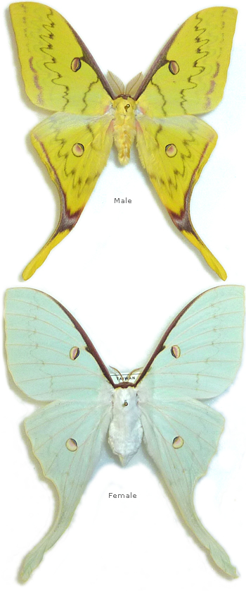 Actias heterogyna 