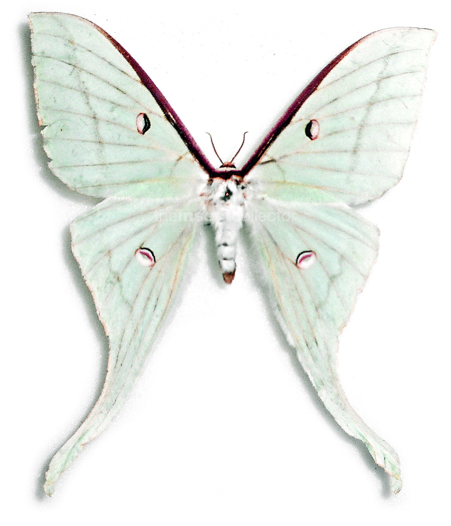 Actias laotiana