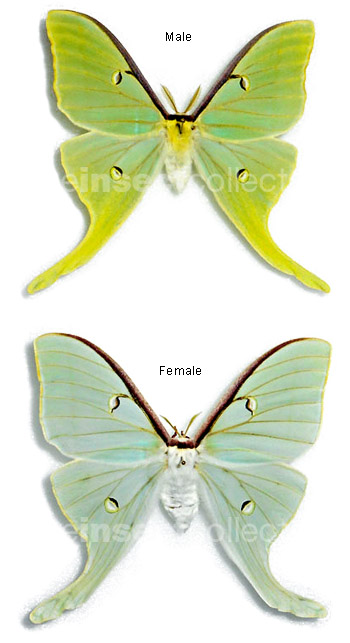 Actias luna