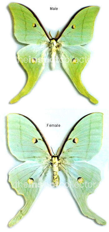 Actias mortoni (=HYBRID)