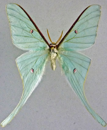 Actias neidhoeferi