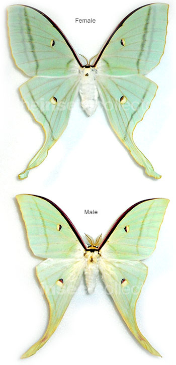 Actias ningpoana