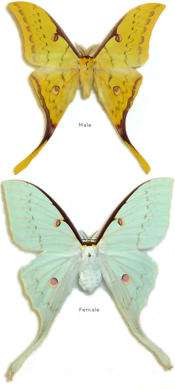 Actias parasinensis (Brechlin 2009) 