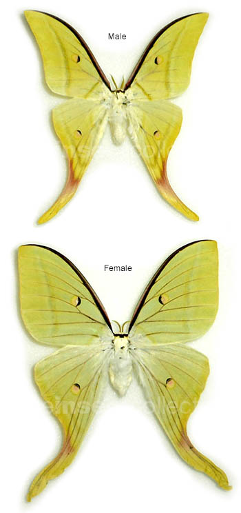 Actias selene