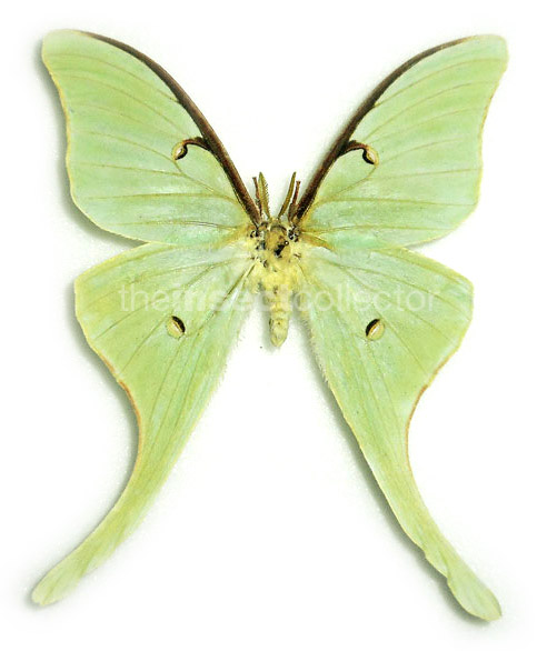 Actias truncatipennis