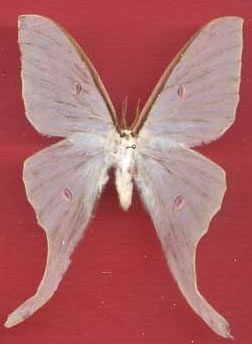 Actias uljanae 