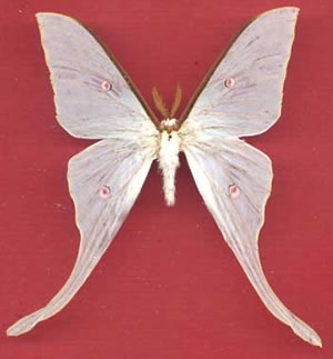 Actias uljanae 