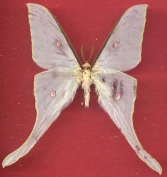 Actias uljanae 