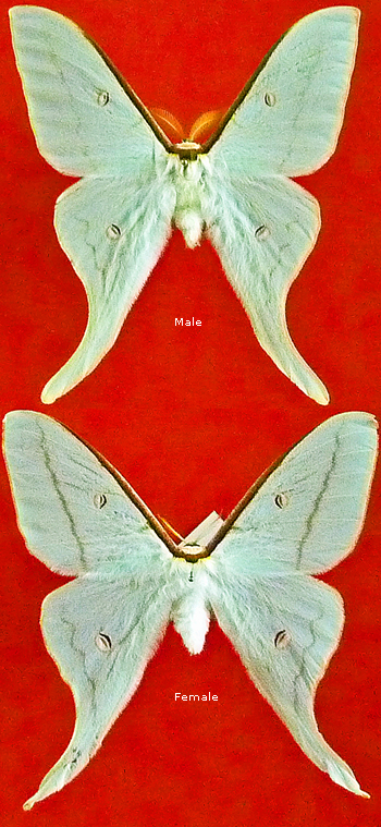 Actias uljanae 