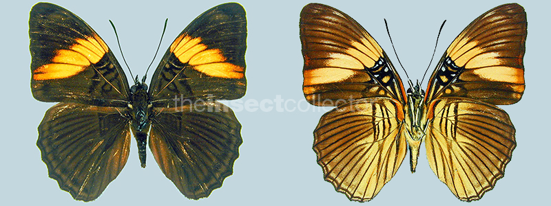 Adelpha lara( = ex ssp of A.lycorias)