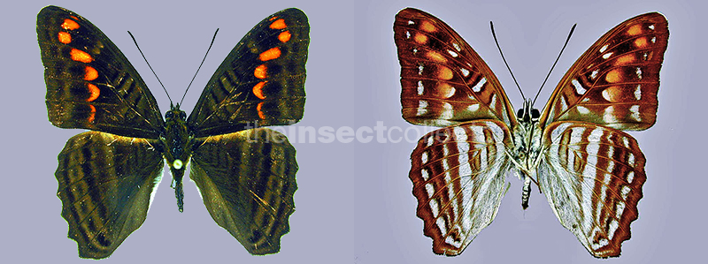 Adelpha levona