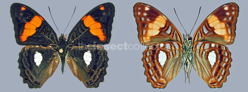 Adelpha zina