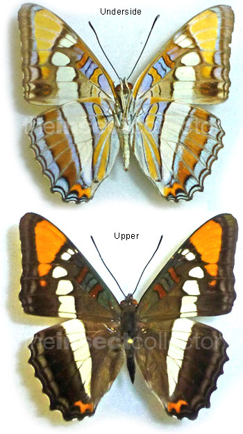 Adelpha bredowi 