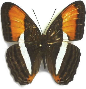 Adelpha cytherea 