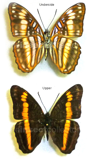 Adelpha ethelda