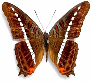 Adelpha gelania