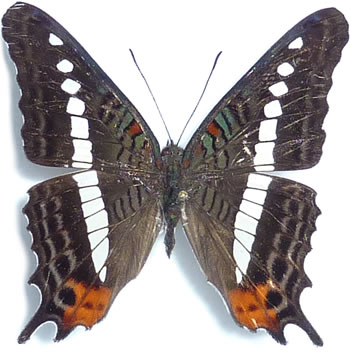 Adelpha gelania