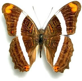 Adelpha lapitha