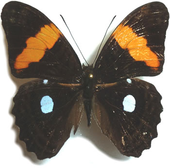 Adelpha leucophtalma 