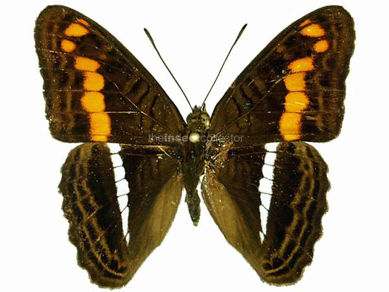 Adelpha olynthia