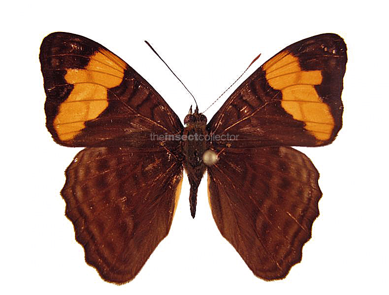 Adelpha saundersii