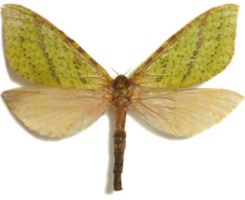 Aenetus mirabilis 