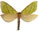 Aenetus mirabilis 