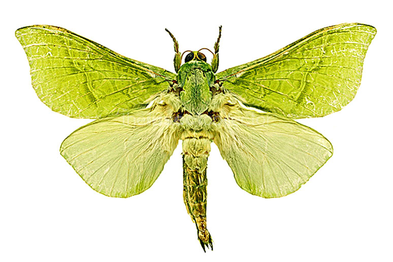 Aenetus virescens