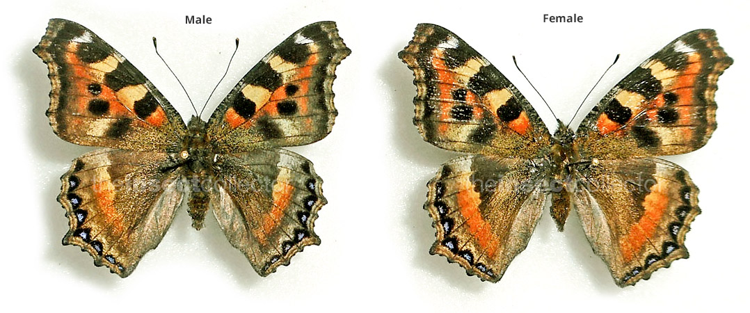 Aglais caschmirensis