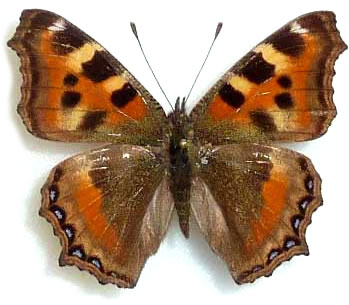 Aglais cashmiriensis