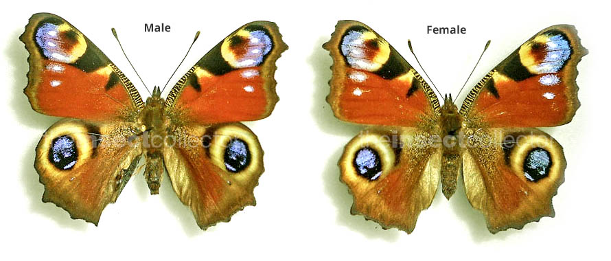 Aglais io 