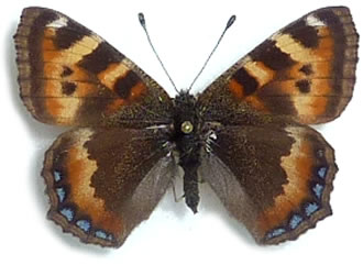 Aglais ladakensis