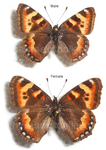 Aglais ladakensis