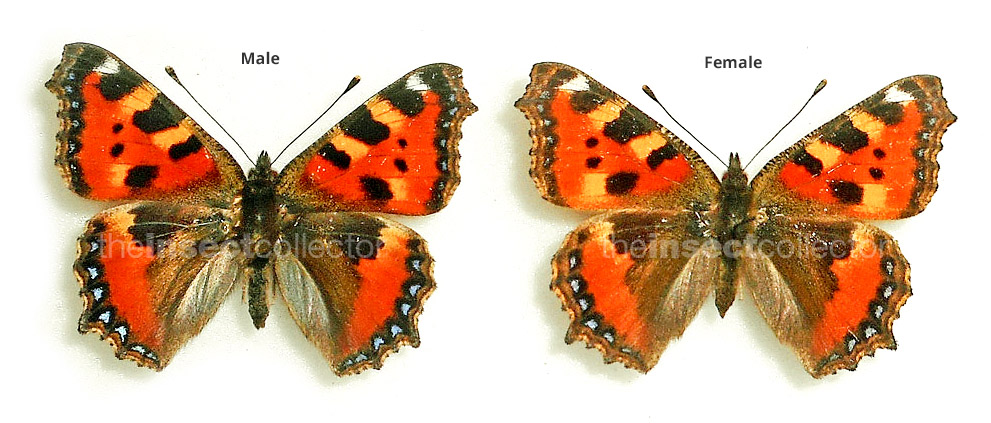 Aglais urticae