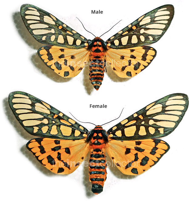 Aglaomorpha plagiata