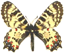 Allancastria cerisy 