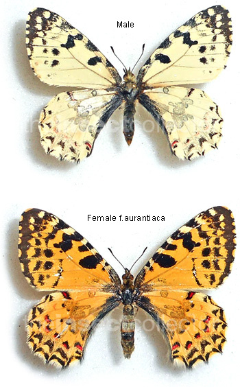 Allancastria louristana