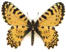 Allancastria cretica (orange-yellow female)