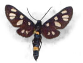 Amata sp.? (=Synthomidae) 