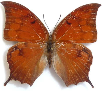 Anaea borinquenalis