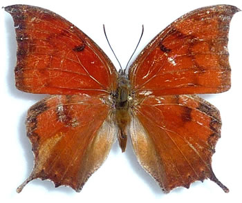 Anaea borinquenalis