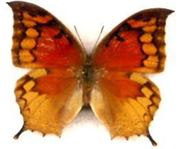 Anaea cubana