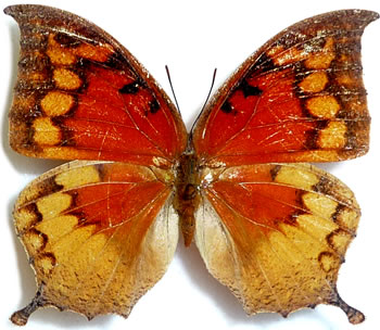 Anaea cubana