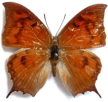 Anaea minor